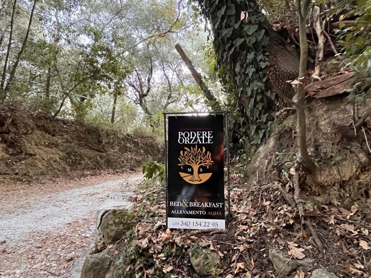 Podere Orzale Hospitality & Quarter Horses Usigliano Exterior foto