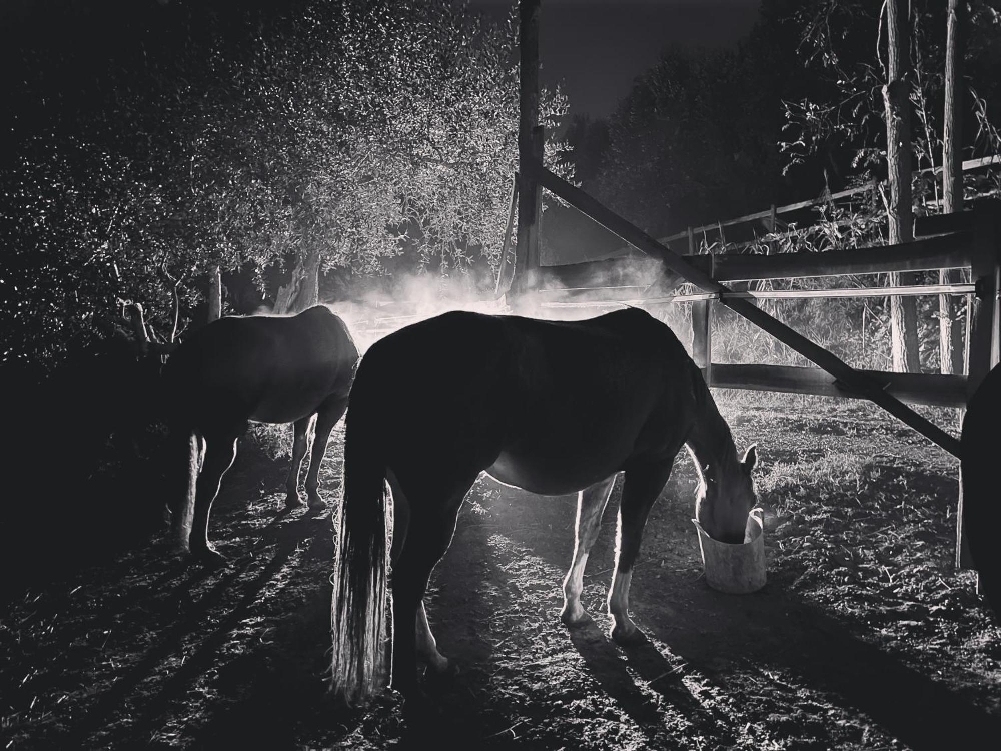 Podere Orzale Hospitality & Quarter Horses Usigliano Exterior foto