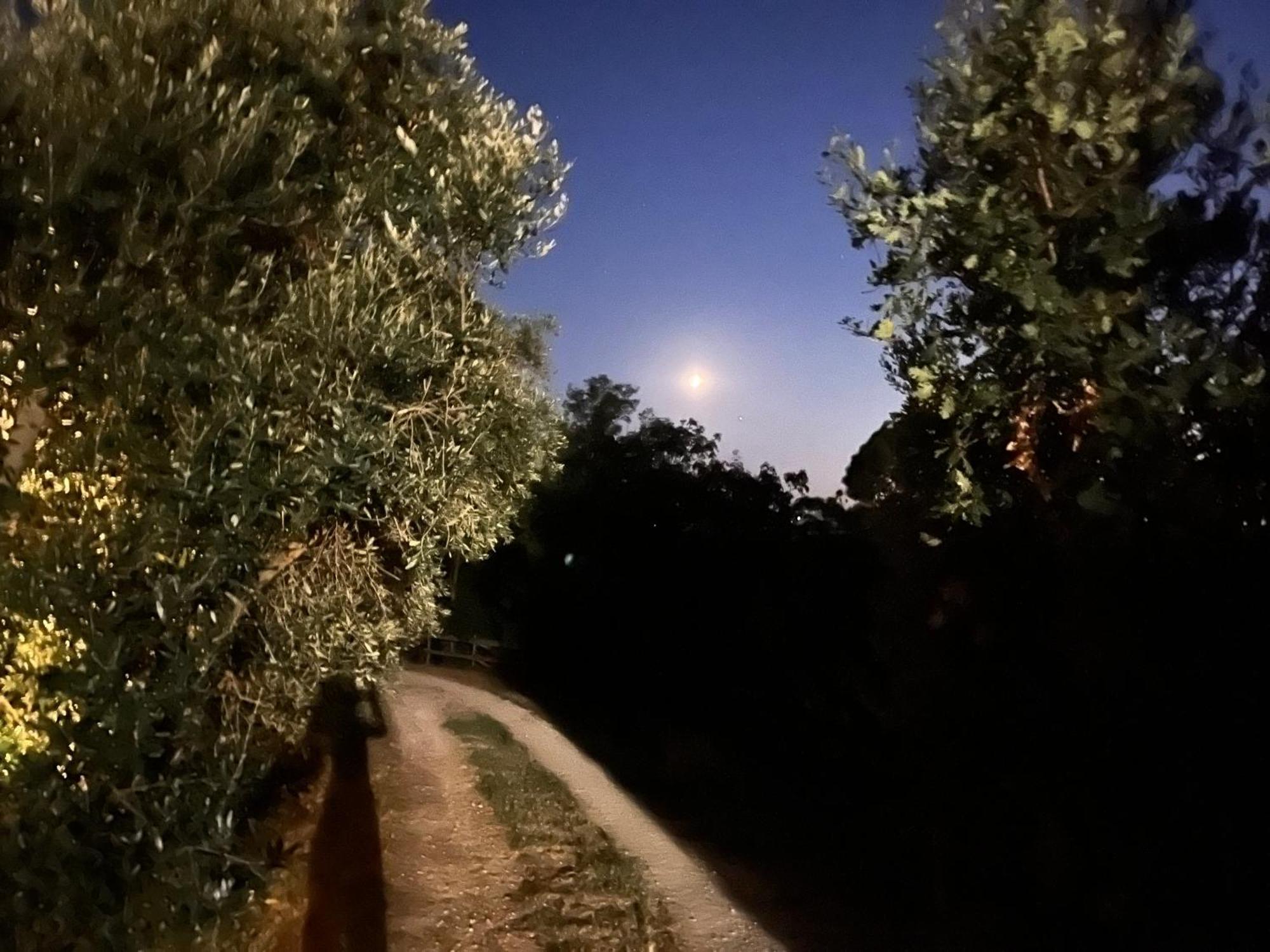 Podere Orzale Hospitality & Quarter Horses Usigliano Exterior foto