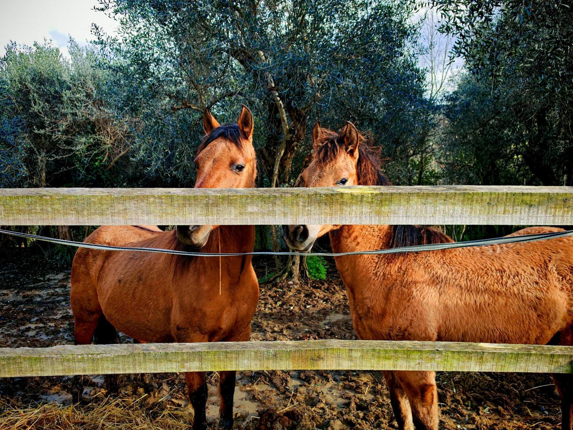 Podere Orzale Hospitality & Quarter Horses Usigliano Exterior foto